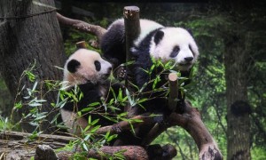 日媒：“大熊猫可能会从日本完全消失”