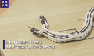 极为罕见！美国一宠物店现双头王蛇，有“两个大脑一个身体”