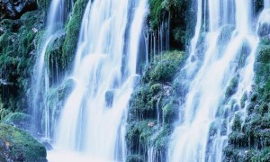 5月份开始,喜鹊报喜来,一喜荣华富贵,二喜添财添丁的3大生肖