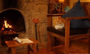 70后夫妻把徽州老宅改成田园民居,养花遛狗,过着向往的生活!